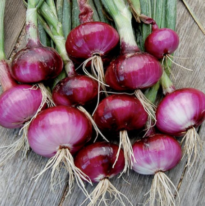 RED WETHERSFIELD ONIONS