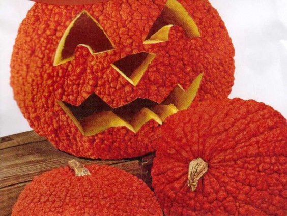 PUMPKIN - RED WARTY