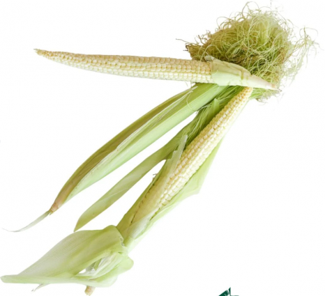 POPCORN - JAPANESE HULLESS