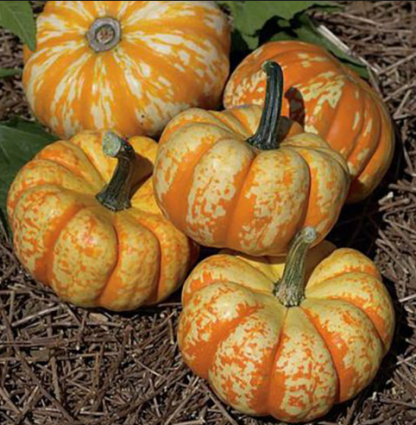 PUMPKIN - HOOLIGAN F1