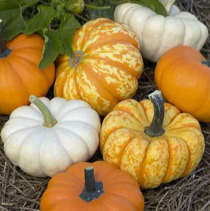 PUMPKIN - MINI HARVEST BLEND