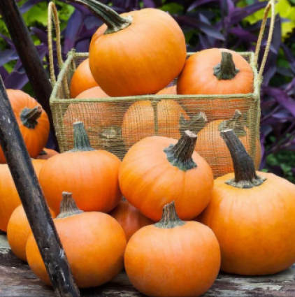 PUMPKIN - WEE BE LITTLE