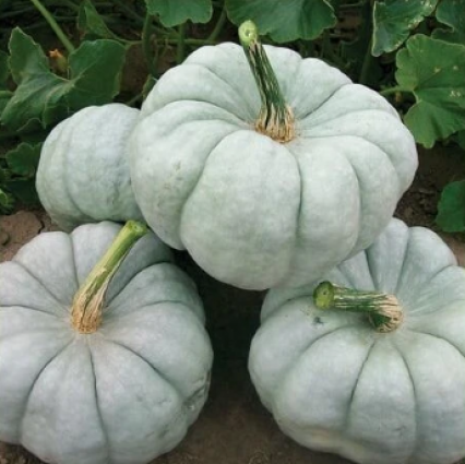 PUMPKIN - BLUE DOLL