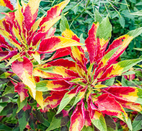 AMARANTH JOSEPH'S COAT