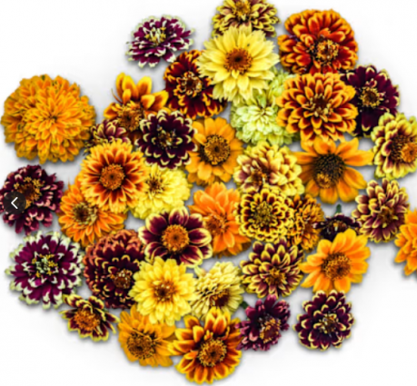 ZINNIA PERSIAN CARPET