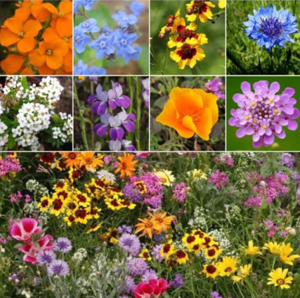 WILDFLOWER LOW GROWING MIXTURE