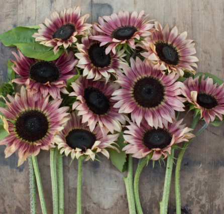 SUNFLOWER RUBY ECLIPSE