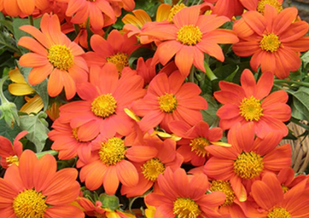 TITHONIA TORCH