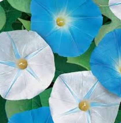 MORNING GLORY BLUES BROS MIX