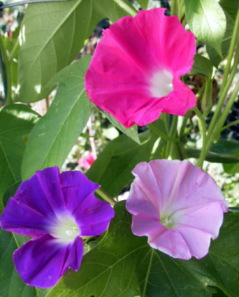 MORNING GLORY EARLY CALL