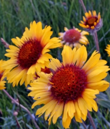 BLANKET FLOWER