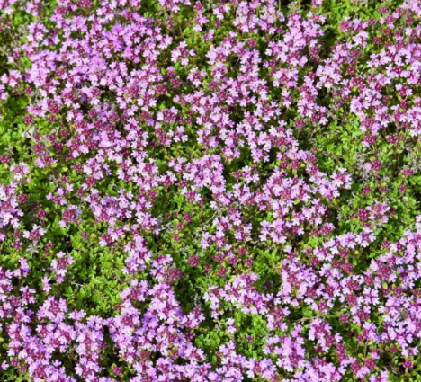 THYME CREEPING
