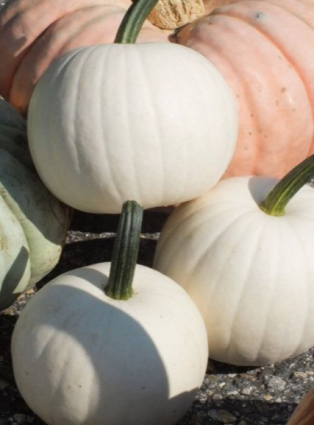 PUMPKIN COTTON CANDY