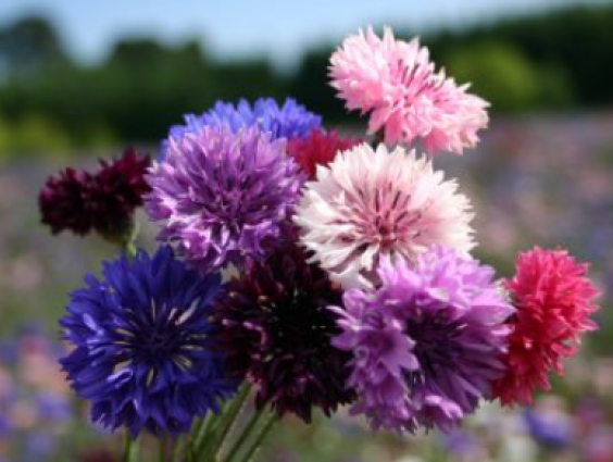 BACHELOR BUTTON DWARF