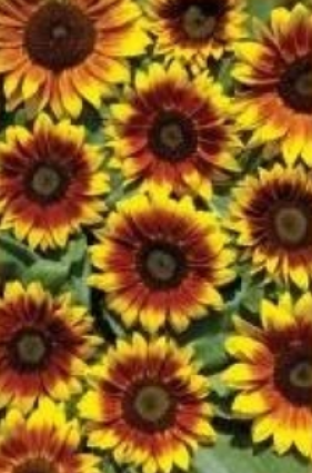 SUNFLOWER ORANGE MAHOGANY