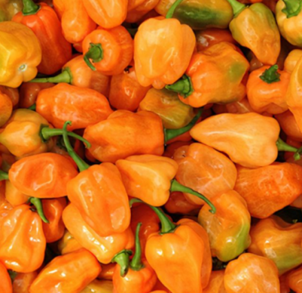 PEPPER HABANERO