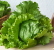 ICEBERG LETTUCE
