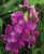 SWEET PEA - PERENNIAL