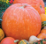 PUMPKIN - BIG MAX