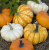 PUMPKIN - MINI HARVEST BLEND