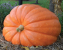 PUMPKIN DILLS ATLANTIC GIANT