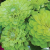 ZINNIA ENVY