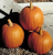 PUMPKIN AUTUMN GOLD