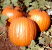 PUMPKIN HOWDEN