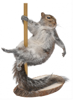 SQUIRREL MOUNT POLE DANCER