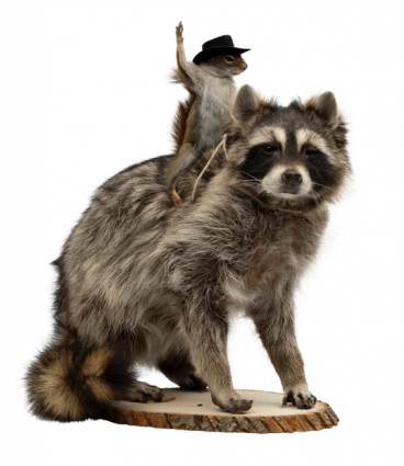 RACCOON W/ SQUIRREL RIDER RODEO