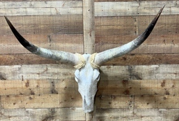 LONGHORN / COW SKULL