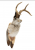 JACKALOPE