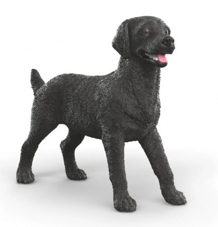 Black Labrador Retriever Female