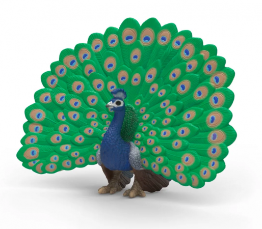 Peacock