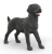 Black Labrador Retriever Female