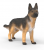 German Shepherd Female