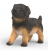 German Shepherd Puppy