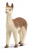 Alpaca