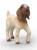 Boer Goat Kid